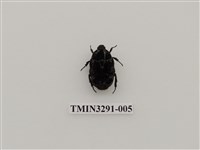 藏品(橙斑花金龜)的圖片